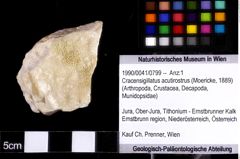 Foto (Objket + Etiketten) von Cracensigillatus acutirostrus (Moericke, 1889) 